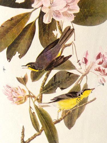 Audubon Canada Warbler Stampa a colori 9x12 Loc C - Foto 3 di 6