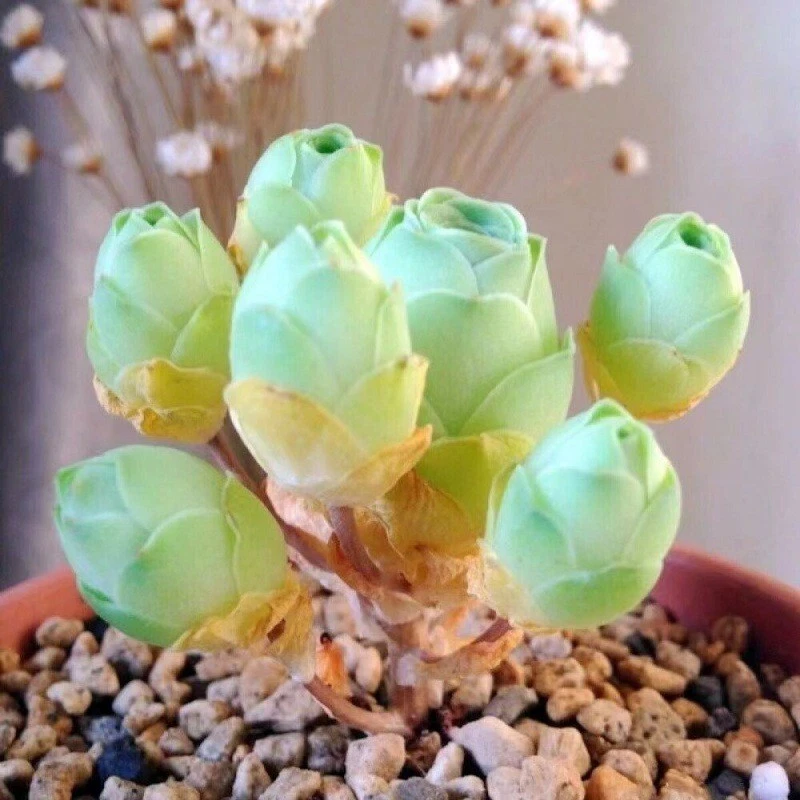 Suculenta rara.   rosa da montanha.     10 SEMENTES - Imagem 3 de 4