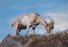 BF39213 chevre gaot  photo foto    animal animaux