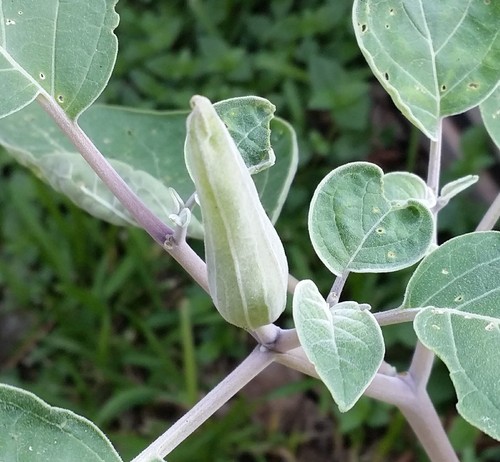 DATURA, SACRED DATURA, MOON FLOWER, DEVIL’S/ANGEL TRUMPET, LUSH, 25 SEEDS - Picture 6 of 9