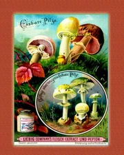 5x7 PORCINI BOLETE + MUSHROOMS Vintage 1890's Art Print Liebig Advertising