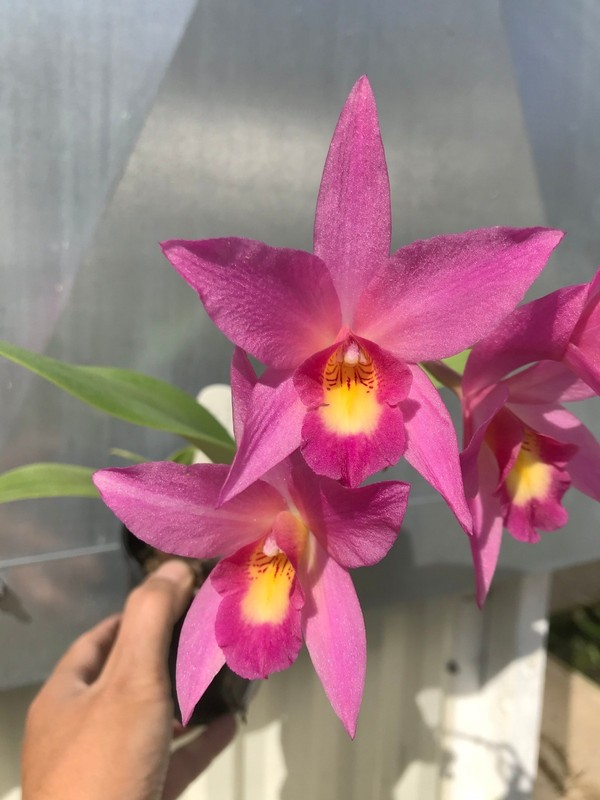 DO - Sl. Maraca  (L. anceps x S. cernua), Orchid, mini Cattleya, red purples