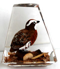 Vintage Hand Carved & Painted Quail in Lucite/acrylic Unique Canada Paperweight — photo 3