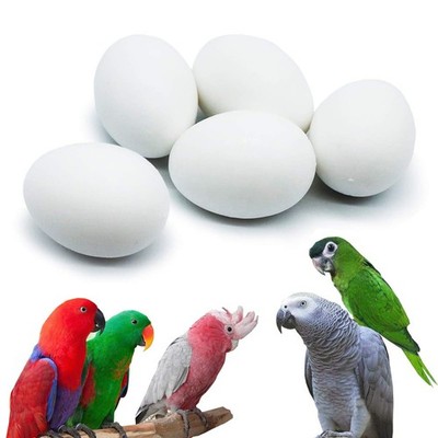 FOIBURELY 5 Pcs Solid Parrot Plastic Eggs Hatching Mini Macaw Amazon...
