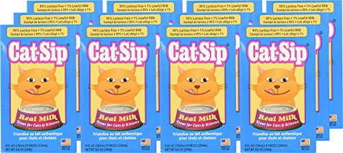 cat sip cat milk