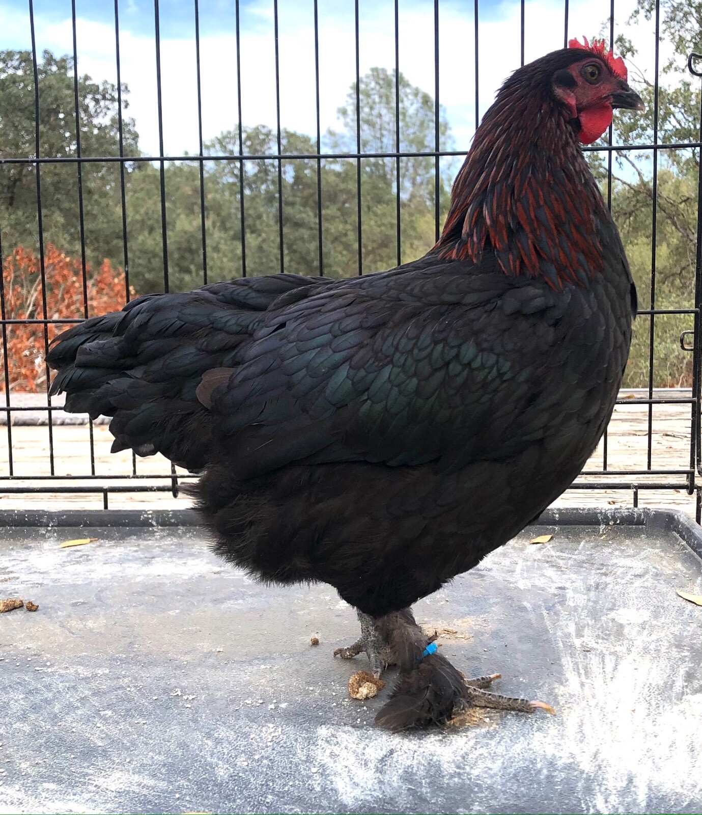 RARE Bantam Black Copper Marans Hatching eggs | eBay