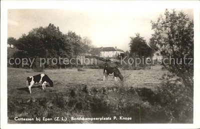 Cottessen Bondskampeerplaats P. Knops Cattle Pasture Cows