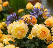 Rose "Queen Bee" - PREMIUM Yellow-Amber Fragrant Bush Rose in 5 Litre Pot