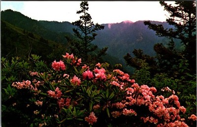Vintage Postcard Mountain Laurel & Rhododendron Smoky Mountain National Park
