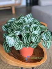 100 Seeds Peperomia Sandersii Herbaceous Piperaceae Watermelon Evergreen Plants