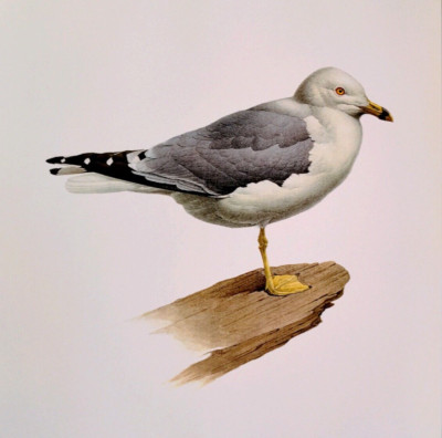 J F Lansdowne Birds Ring Billed Gull Vintage Art Print Book Plate 25