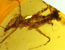 Burmite Amber Fossil - SC5594 Praying Mantis Developing Wings w/ Certificate
