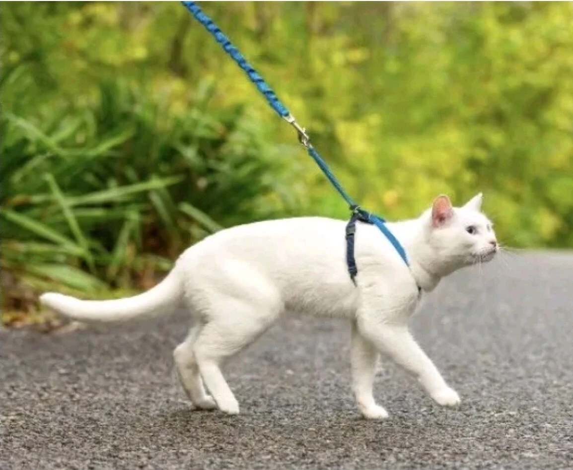 Petsafe harness clearance cat