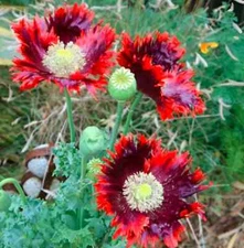 20,000 Drama Queen  Poppy Seeds - P. Somniferum - 6.2 Grams - Large Frilly Reds