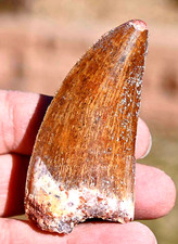 MASSIVE  Dinosaur Fossil Tooth, Carcharodontosaurus 3.0 inches, from Morocco