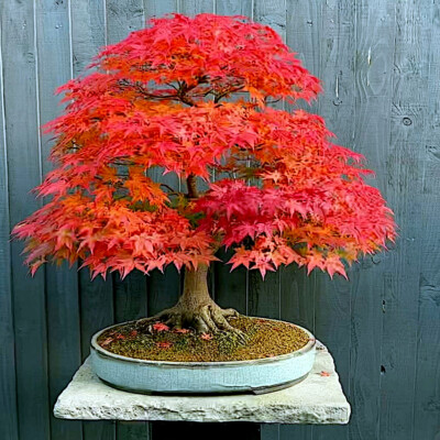 ☆　Chi・Chi様 ｜Biocell、サンプロ、ルース RED SUNSET* Japanese Maple (Acer rubrum) Tree Seeds, Landscaping