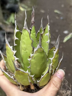 Agave Horrida Beautiful succulent Cactus Plants 8-12CM random