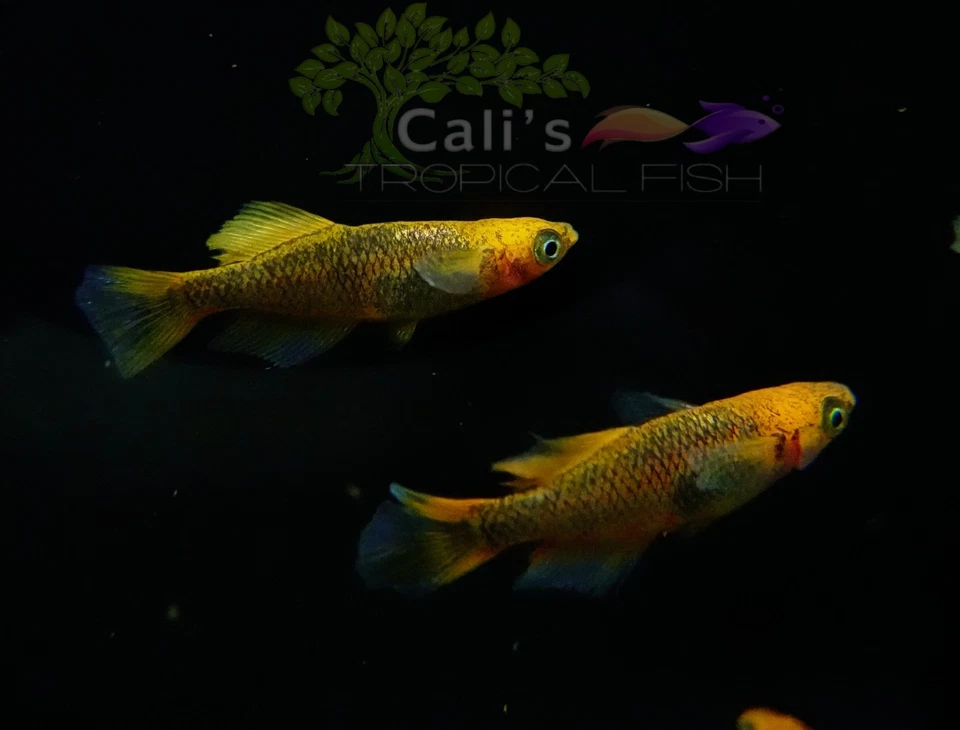 Beniazami  3+1 (FREE) - live medaka japanese rice fish - Image 2 of 4