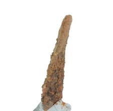 Fossil Pterosaur (Siroccopteryx) Tooth - Morocco. Flying Dinosaur (EA9791)
