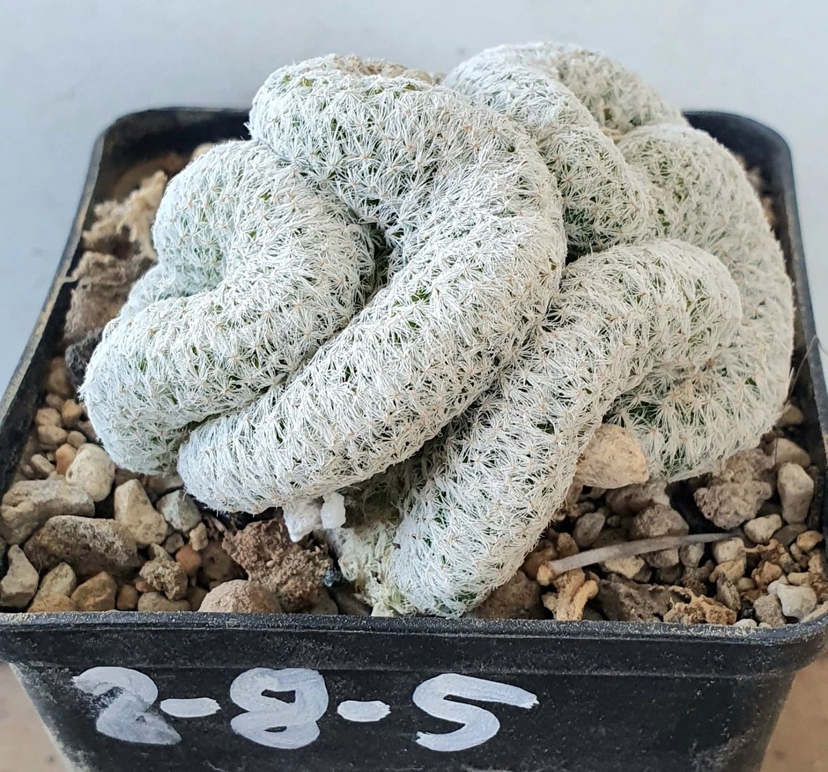 Mammillaria Spinosissima Wei - Groe Kakteengruppe Im 11er Topf, Ca. 10-12  Cm Hoch, Sukkulente Mit Weien Dornen Mammillaria Pflege