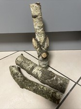 (2) Holzstamm Birkenholz Deko