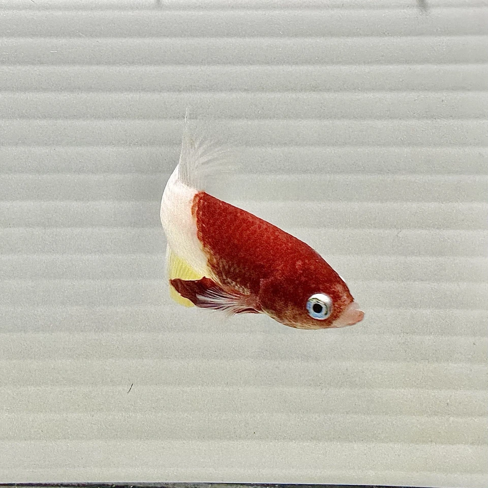 US SELLER(NEW) RARE Male Tancho Kohaku 🇯🇵 HMPlakat Betta Imported frm Thailand - Image 3 of 4