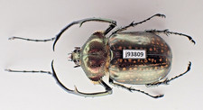 j93809. Unmounted insect: Cheirotonus battareli. North Vietnam. 64mm?