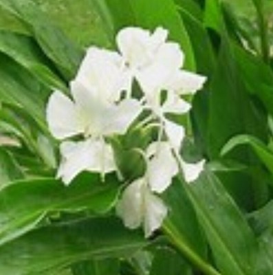 Butterfly Ginger Lily Plants Well Established 12 Ebay