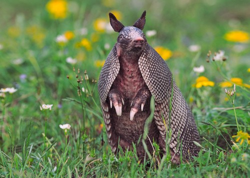 nine-banded armadillo - lenticular 3d postcard greeting card