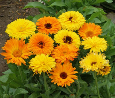 #ad Calendula Seeds Pacific Beauty Mix 100 Ct Flower ANNUAL USA Seller FREE SHIPPING $1.89