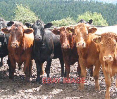 FOTO AUFSTELLUNG FÜR DIE AUFNAHME NEUGIERIG WIE EH UND JE DIE KÜHE AUF DER RASENFARM REIHTEN SICH AN