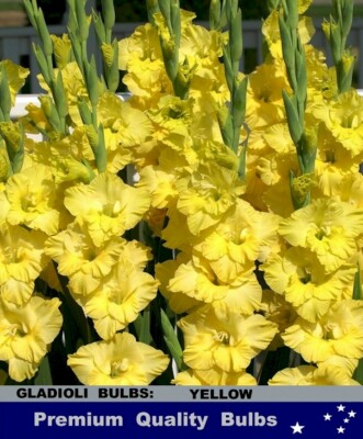 GLADIOLUS BULBS - GLADIOLI - JESTER GOLD -10 x BULBS | eBay Australia