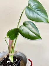    Monstera Deliciosa Plant Split Leaf Philodendron  Organic Well Rooted
