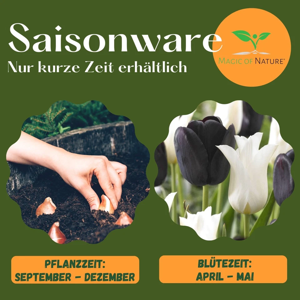 Tulpen Zwiebeln (50 Stück) Farbmix Schwarz u. Weiss - Blumenzwiebeln mehrjährig - Bild 4 von 4