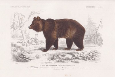 Ursus Arctos Grizzlybär Braunbär bear Bären engraving Orbigny Stahlstich 1849