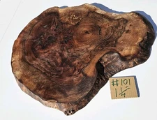 Claro Black Walnut burl slab, super insane grain, Burl spilkes, Sunburst