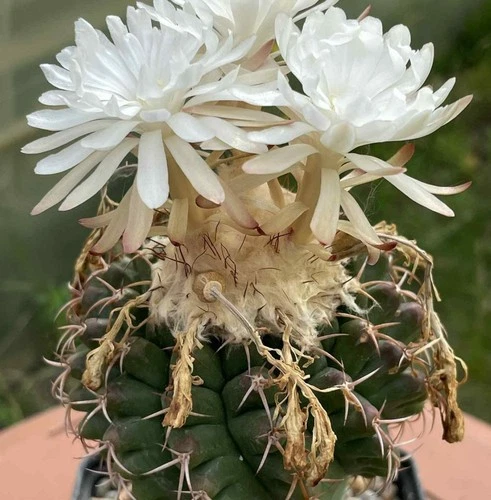Discocactus hartmanii ssp.magnimammus MH 850  20seeds harvest 2025
