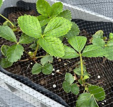 Image of 4m Wide Black Anti Butterfly Netting stops birds and cabbage whites, garden mesh
