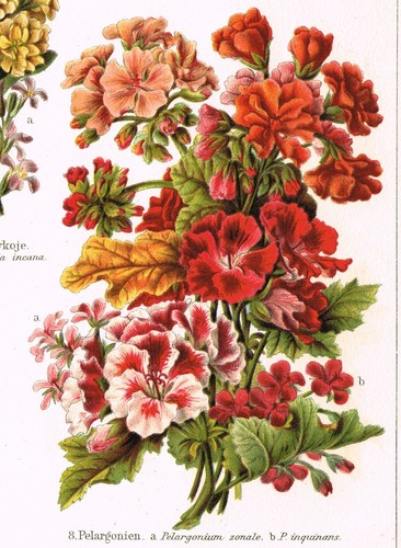 CARNATIONS PETUNIA PANSY MATTHIOLA Antique Print 1890 Original ChromoLithography - Picture 6 of 9