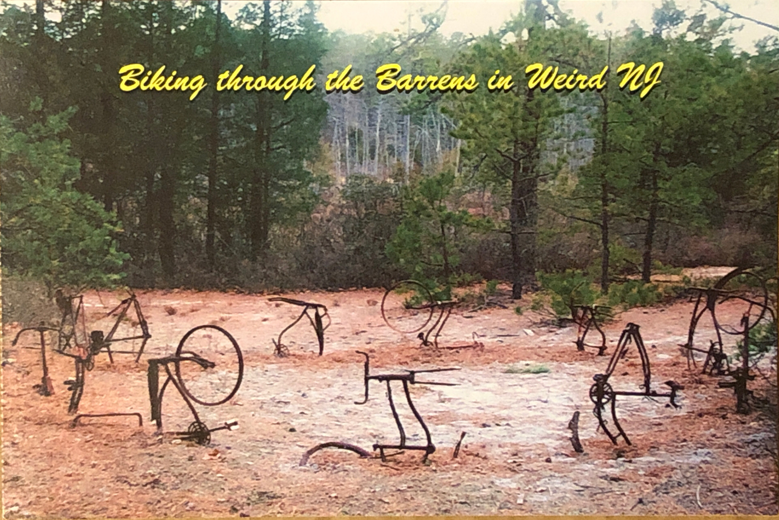 The Barrens New Jersey Bikehenge Postcard Along Botona Trail Bass River Weird NJ