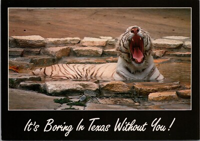 It's Boring Here In Texas Without You! ~ Tiger Postcard