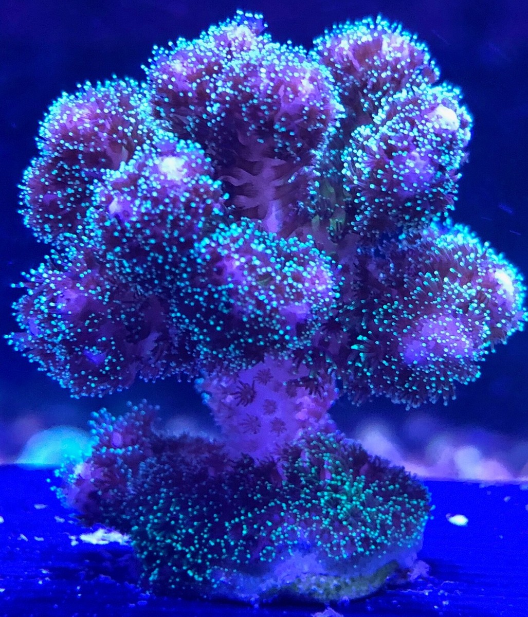 live coral Green Pocillopora damicornis "coralSLover" | eBay