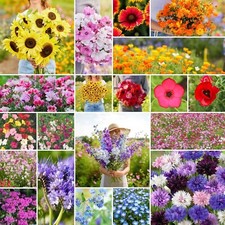 All Annual Wildflower Mixed Seeds for Planting, 1/4 lb, 120,000 Seeds