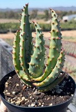 Aloe Marlothii Mountain Aloe Rare Succulent Easy Care Live Plant