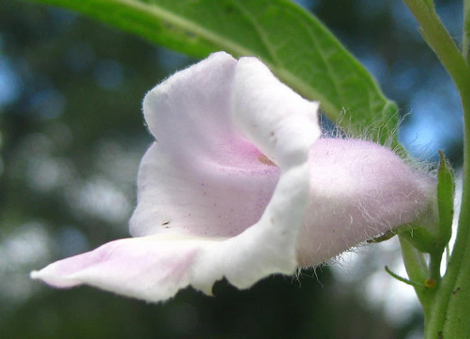 Huile de Sésame Bio Vierge Pure