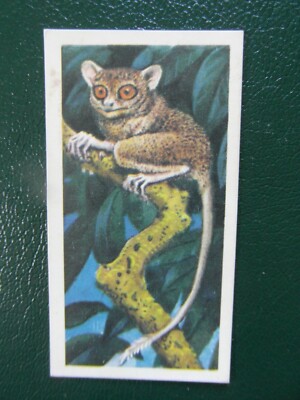 Brooke Bond ''Asian Wildlife'' 1962 original tea-card, No7 Tarsier