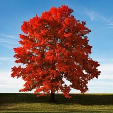 50+ Red Maple Seeds for Planting Outdoors - Heirloom Maple Tree Seeds (Acer rubr