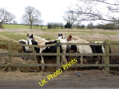 Foto 6x4 Pferde und Heu von Walworth Road, Heighington Heighington \/NZ242 c2015