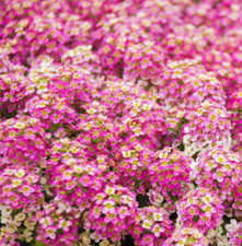 Alyssum ROSIE O'DAY Pink Groundcover Bees Fragrant Flowers Non-GMO 500 Seeds 