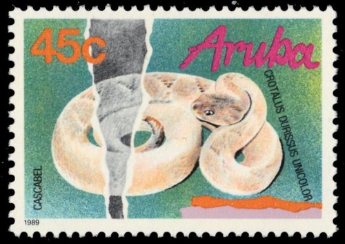 ARUBA 50 - Aruba Rattlesnake "Crotalus durissus unicolor" (pc11270) - 第 1/1 張圖片